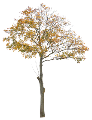 autumn 084 — Descargar