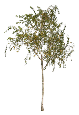 autumn 085 — Descargar