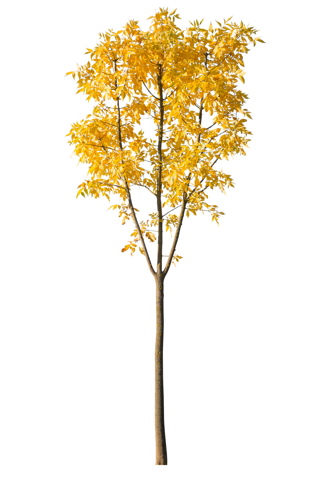 autumn 093 — Descargar