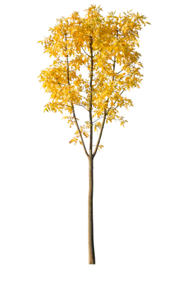 autumn 093 — Descargar