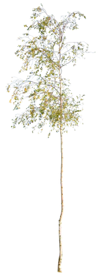 autumn 096 — Descargar
