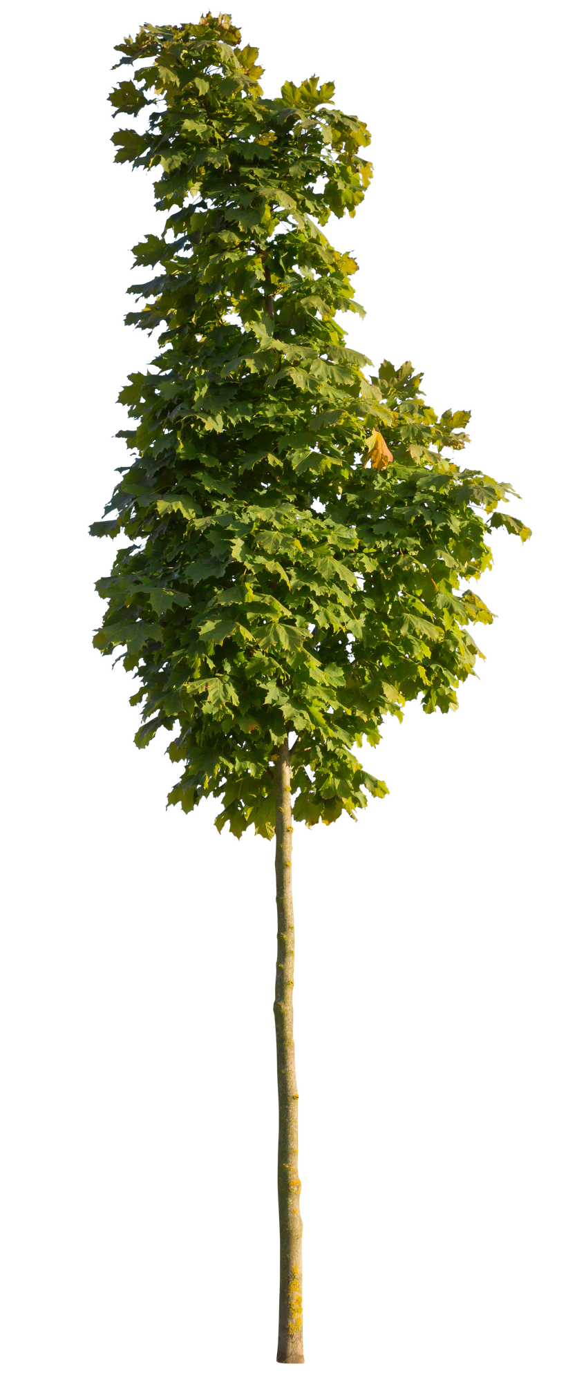 autumn 099 — Descargar
