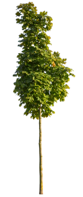 autumn 099 — Descargar