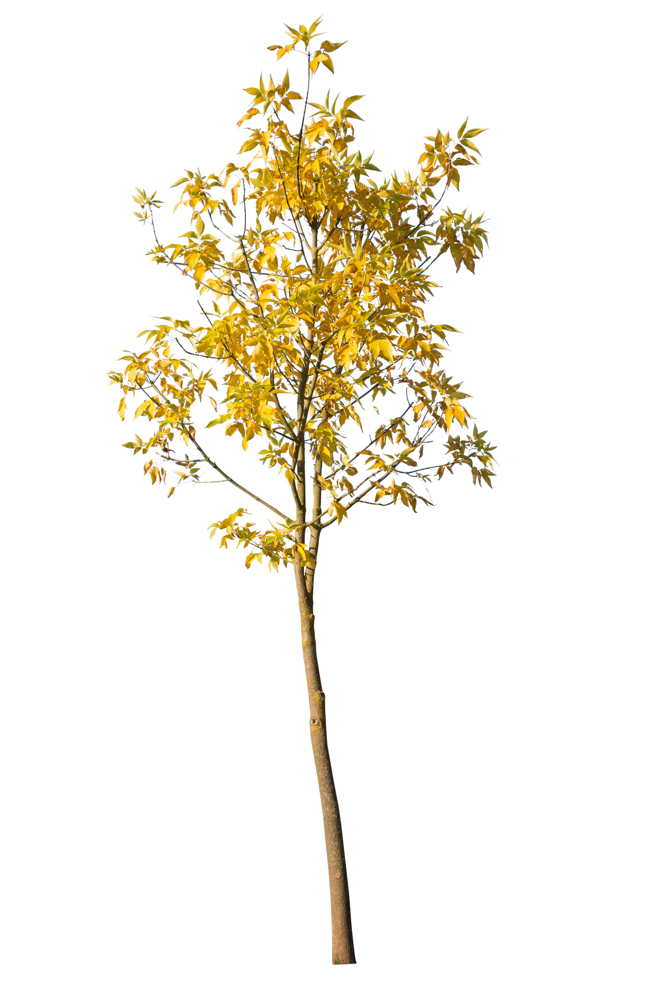 autumn 100 — Descargar