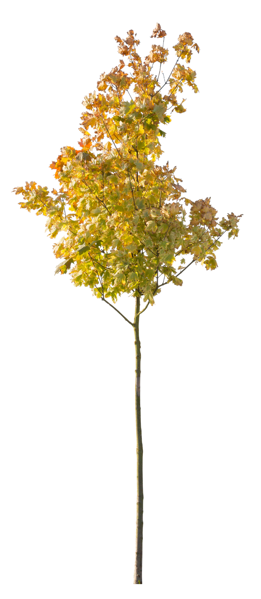 autumn 101 — Descargar