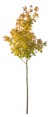 autumn 101 — Descargar