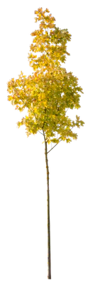 autumn 103 — Скачать