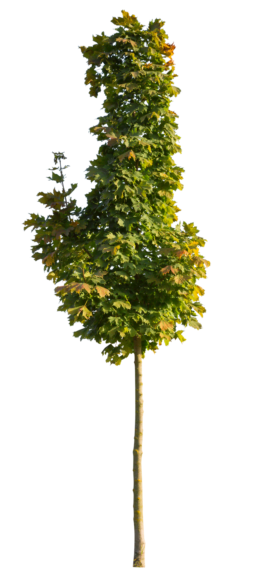 autumn 105 — Descargar