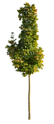autumn 105 — Descargar