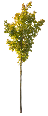 autumn 106 — Descargar