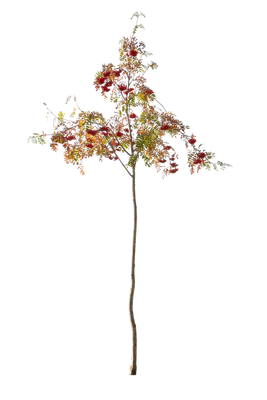 autumn 108 — Скачать