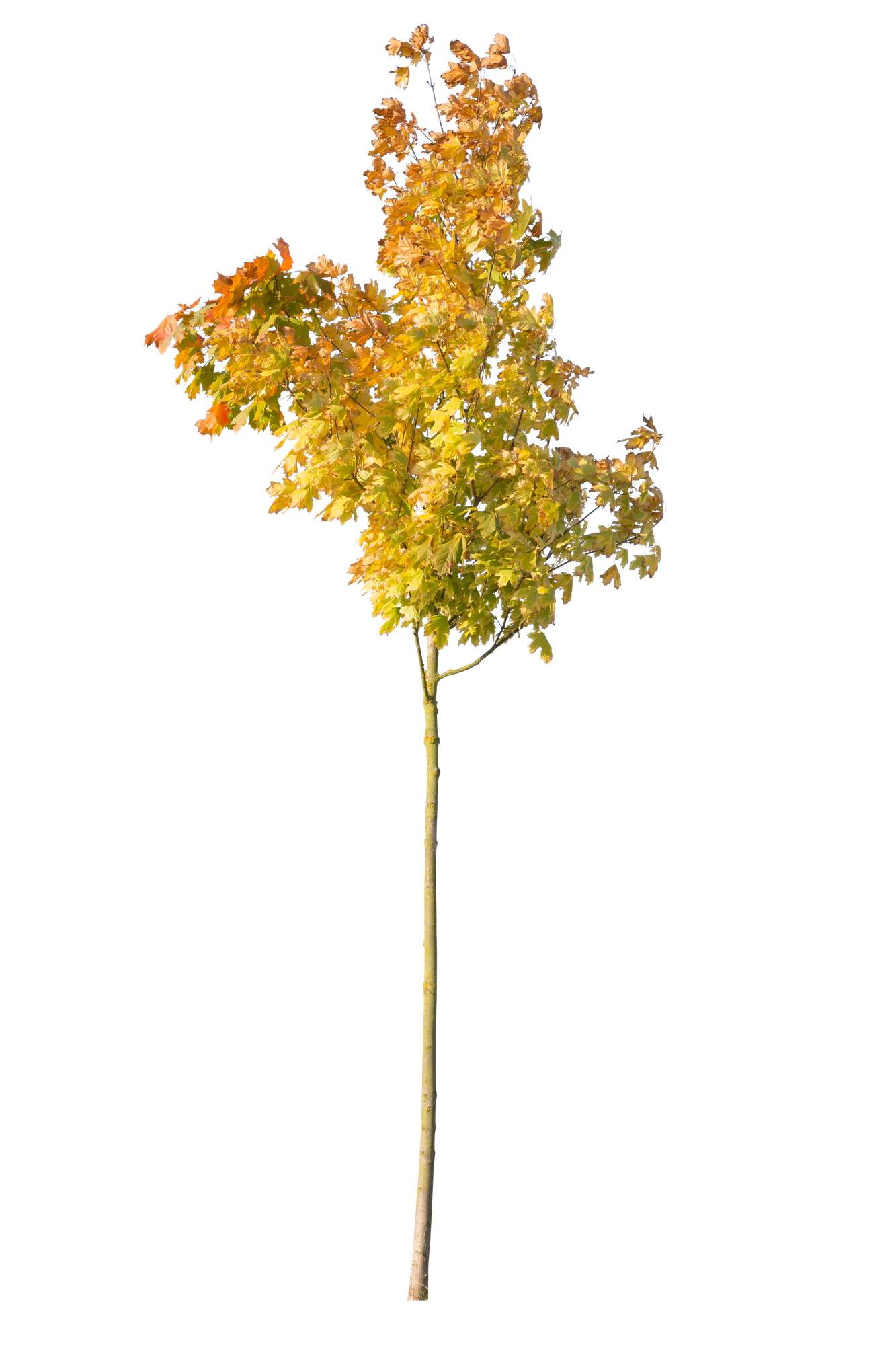 autumn 110 — Descargar