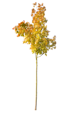autumn 110 — Descargar
