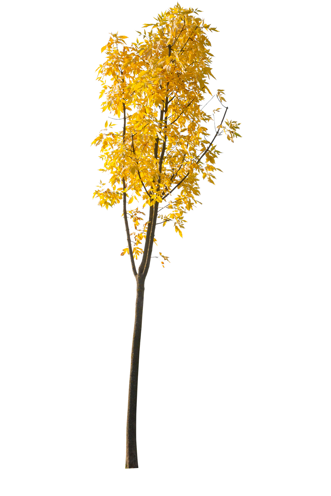 autumn 111 — Descargar