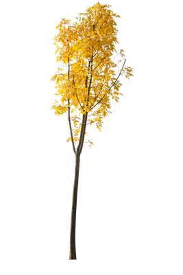 autumn 111 — Descargar