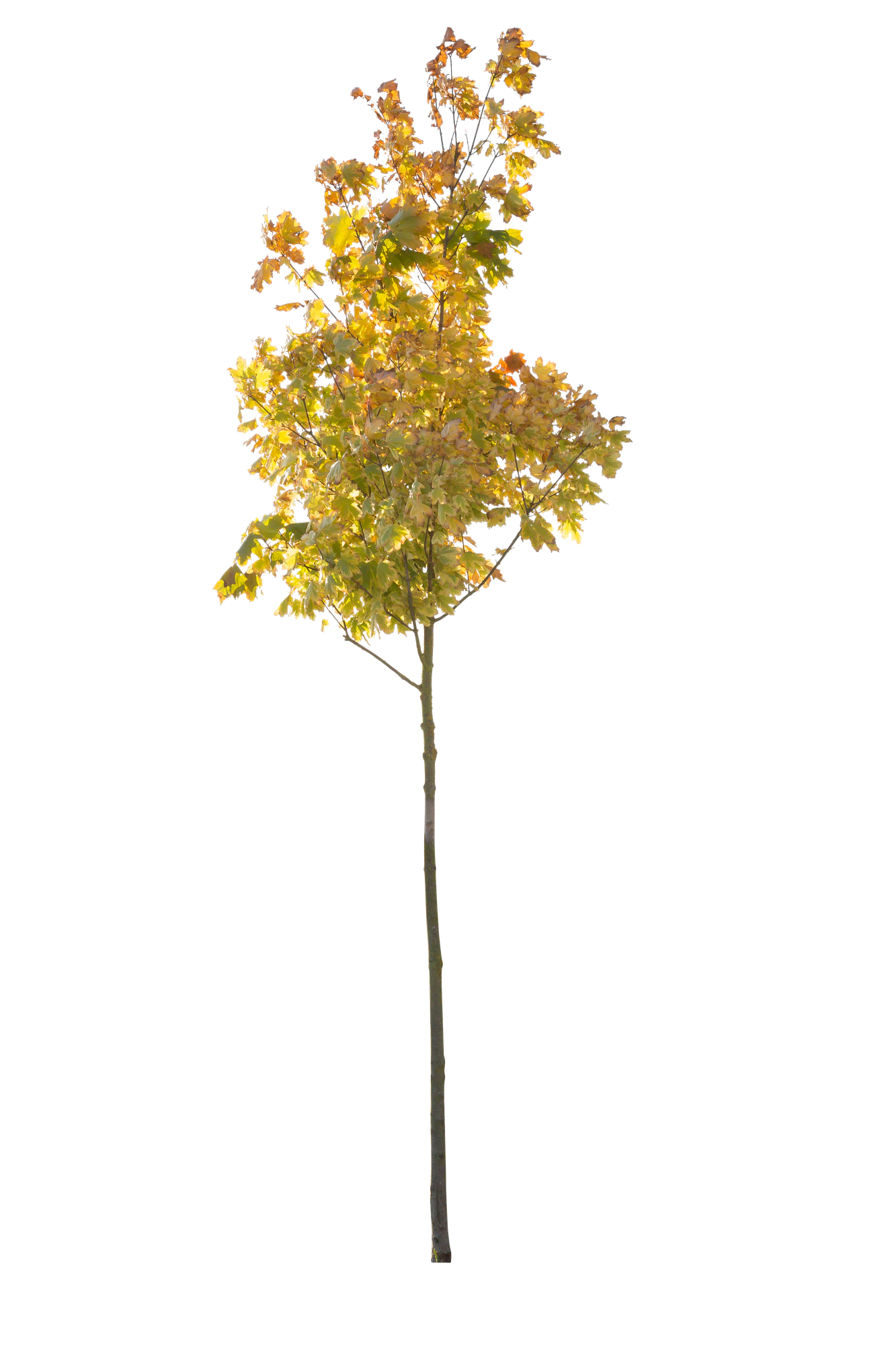 autumn 112 — Descargar