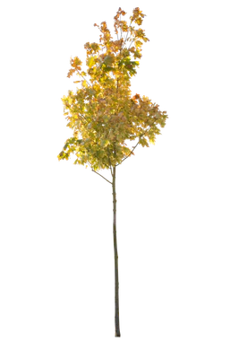 autumn 112 — Descargar