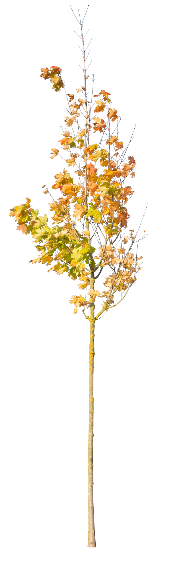 autumn 113 — Скачать