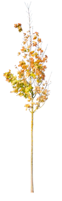 autumn 113 — Скачать