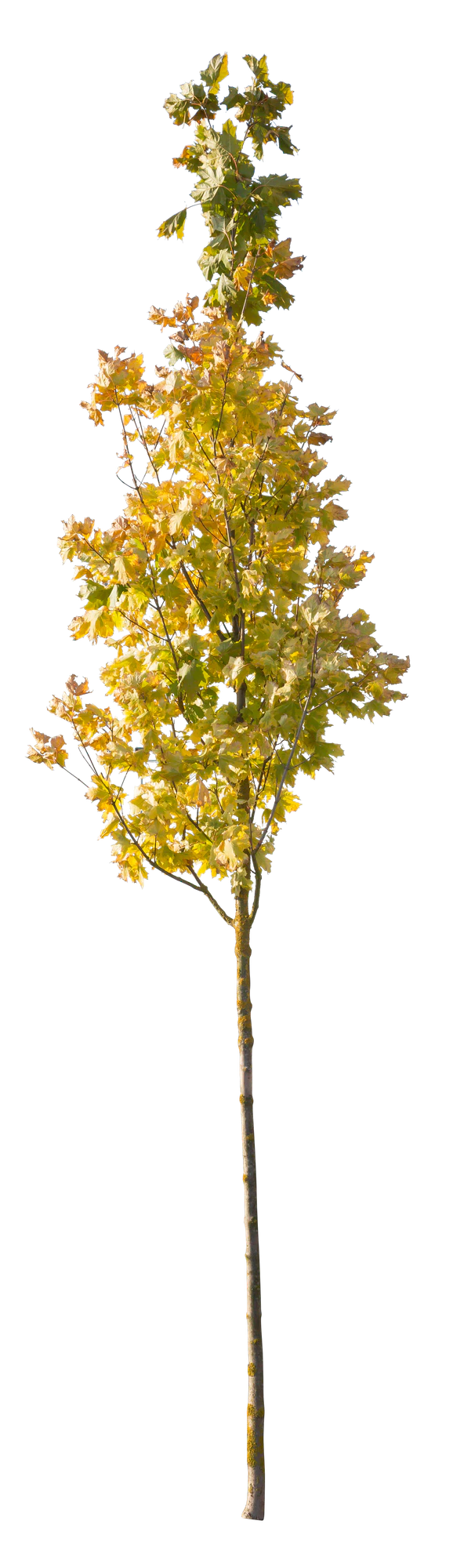 autumn 114 — Descargar