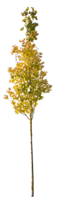 autumn 114 — Descargar