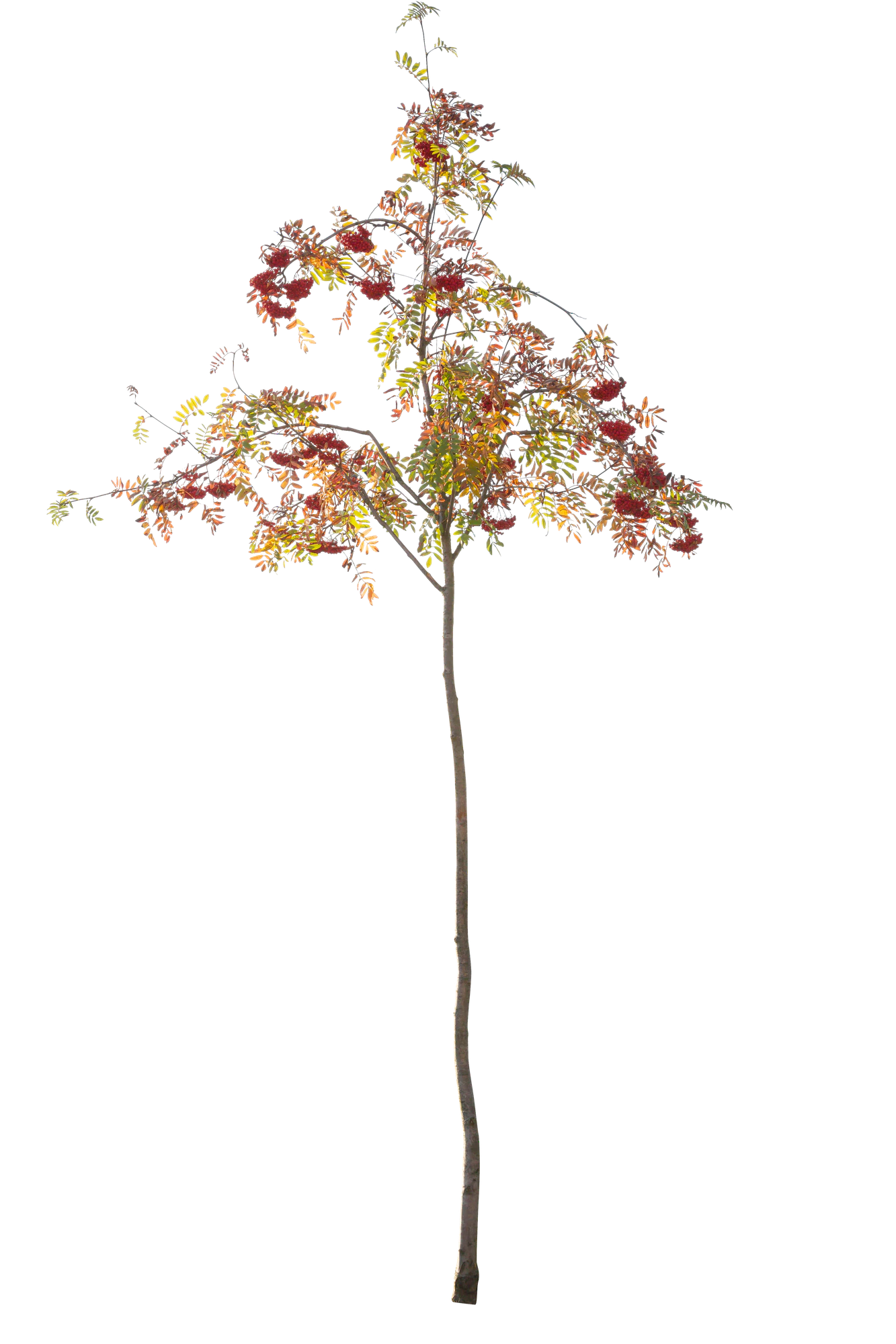 autumn 115 — Скачать