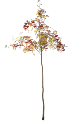 autumn 115 — Скачать