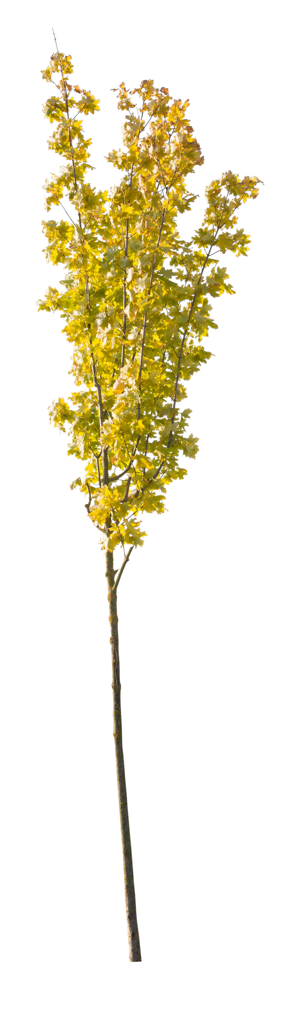 autumn 116 — Скачать