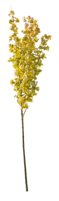 autumn 116 — Скачать