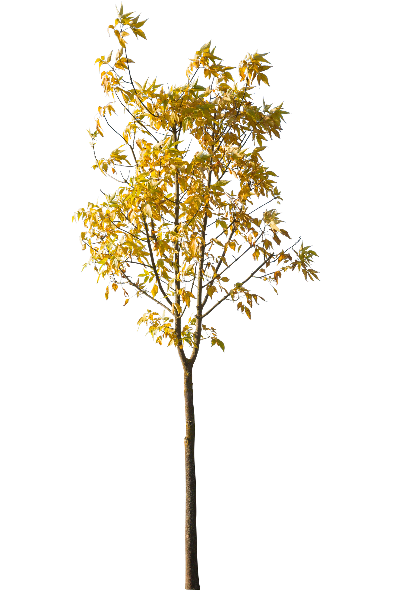 autumn 117 — Скачать