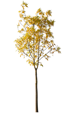 autumn 117 — Скачать