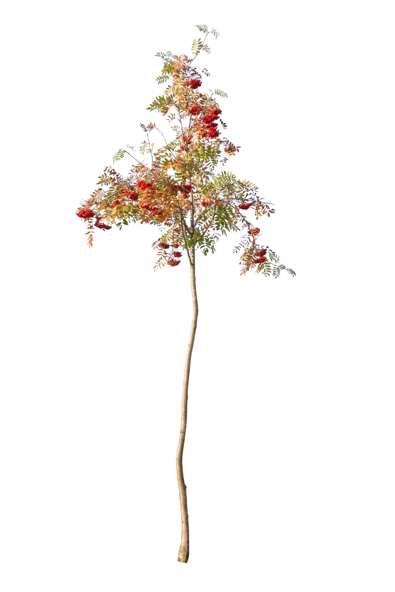 autumn 119 — Descargar