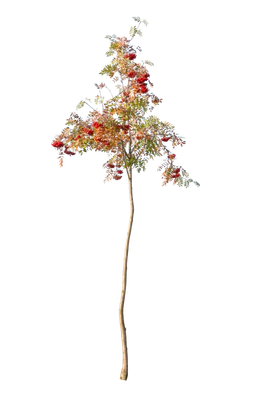 autumn 119 — Descargar