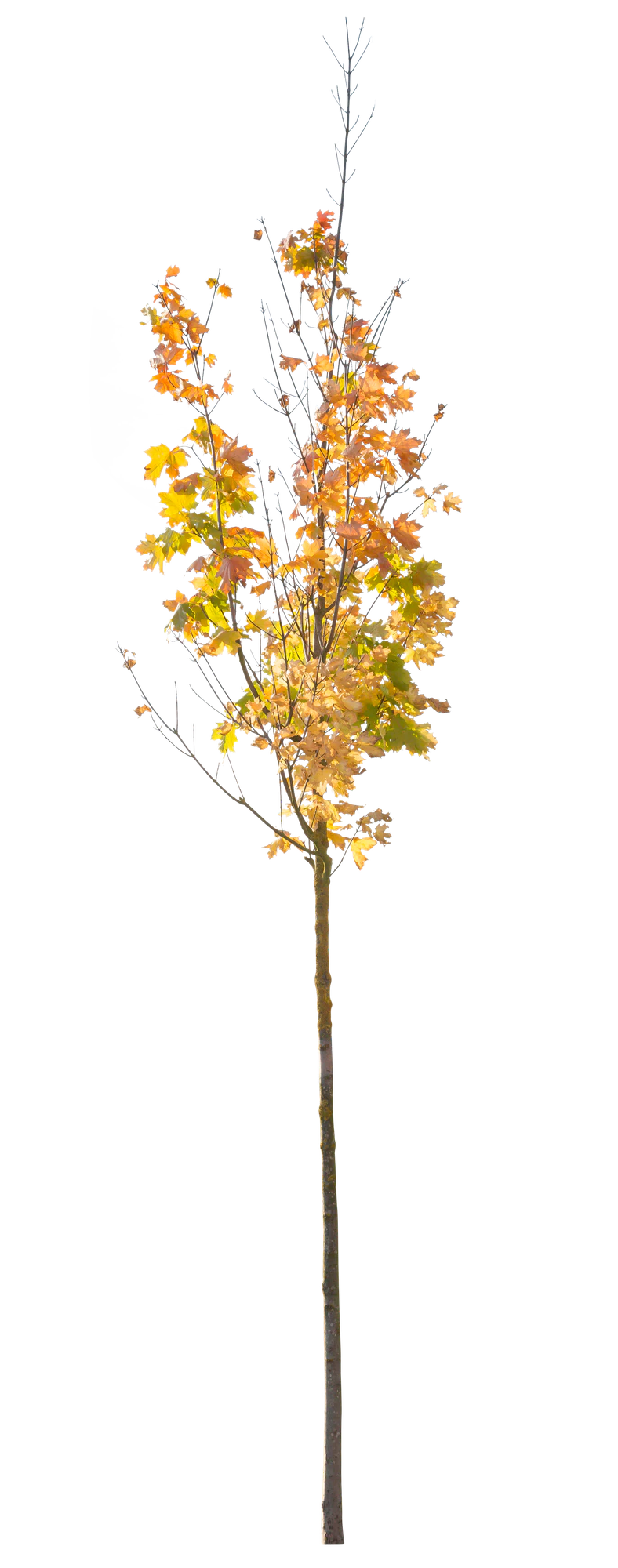autumn 120 — Descargar