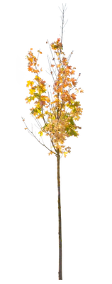 autumn 120 — Descargar