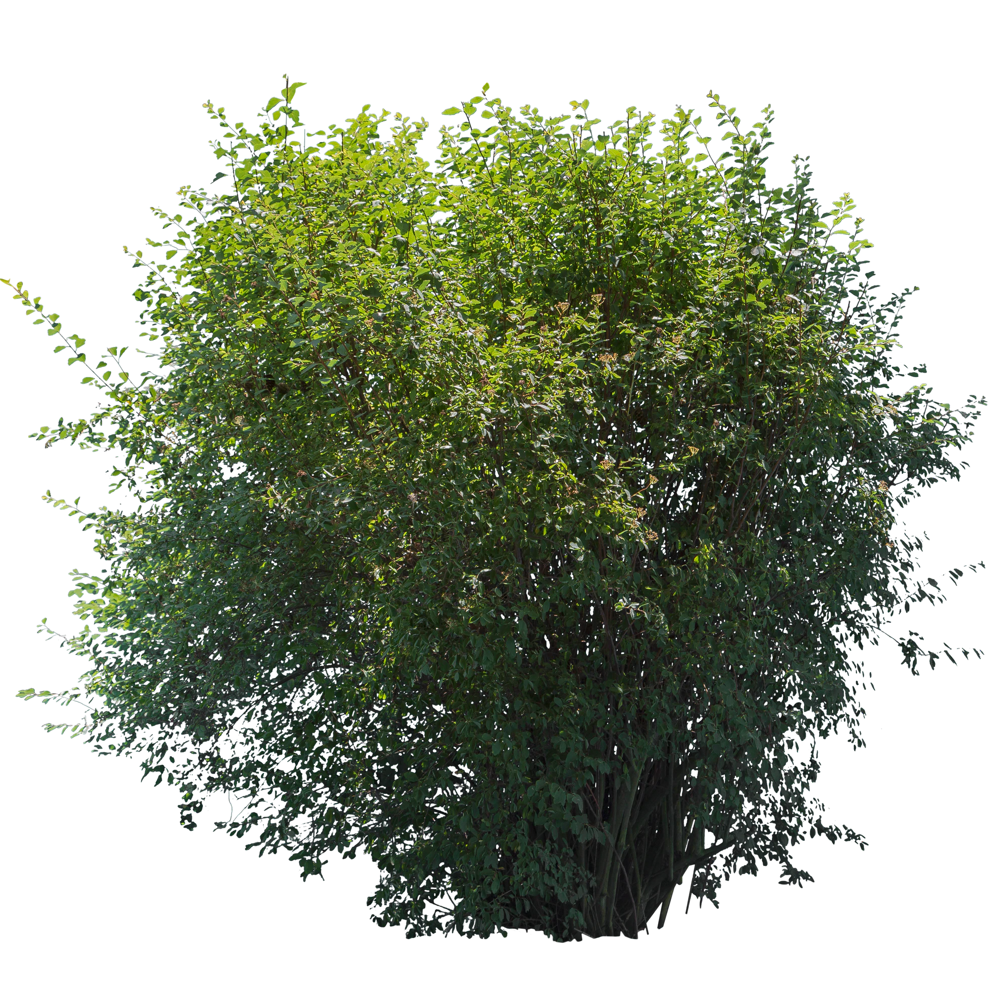 bushes l 001 — Скачать