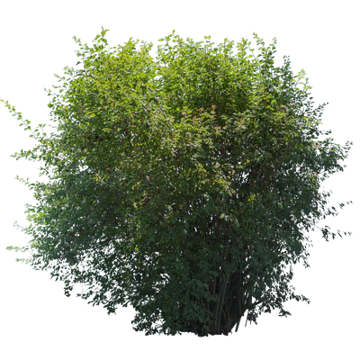 bushes l 001 — Скачать