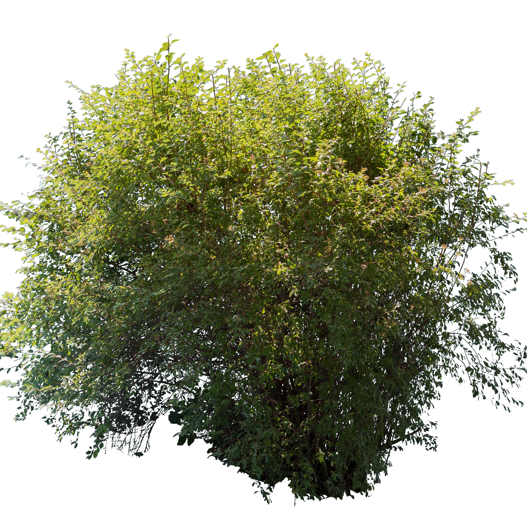 bushes l 002 — Скачать