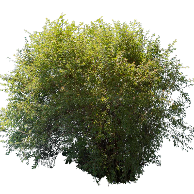 bushes l 002 — Скачать
