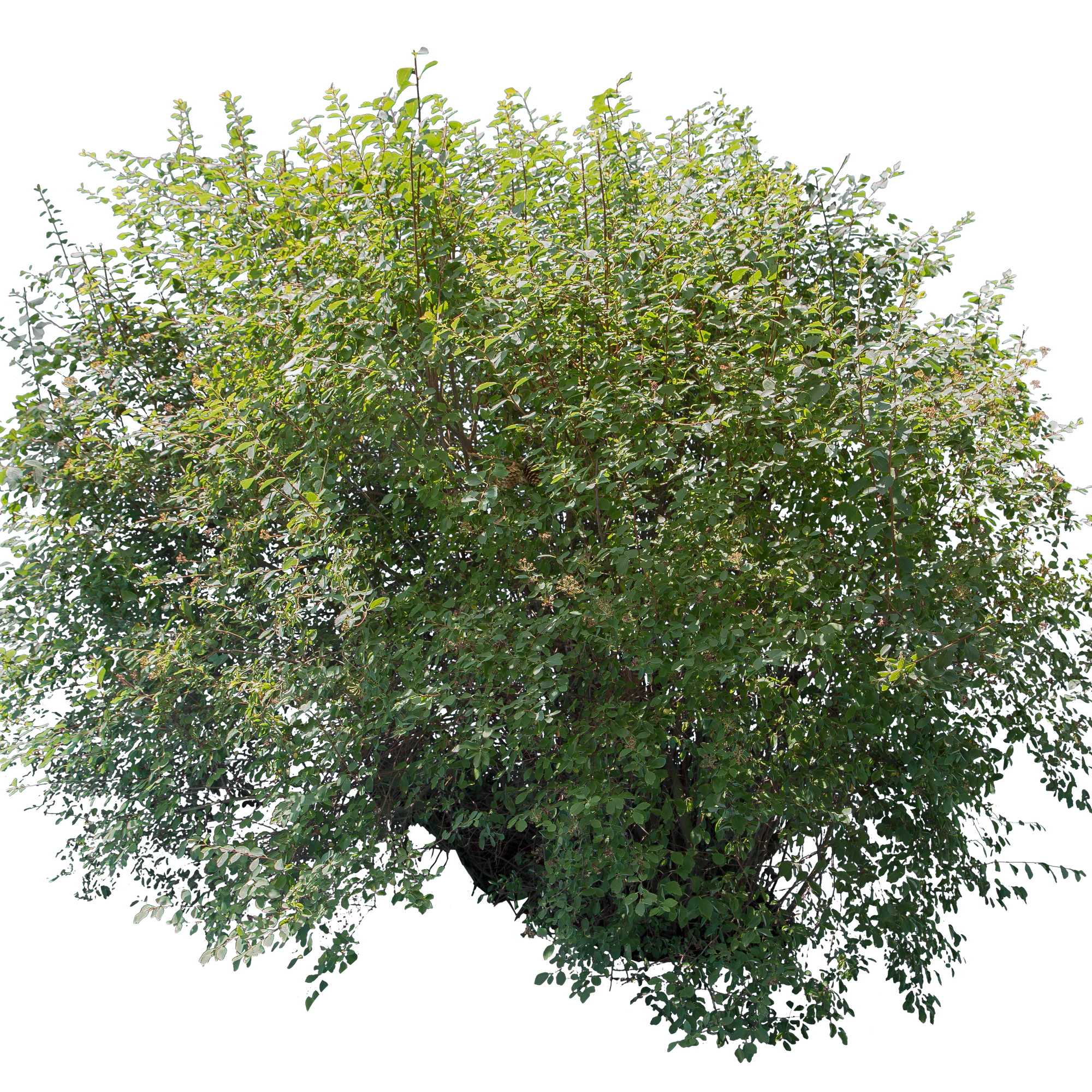 bushes l 003 — Descargar