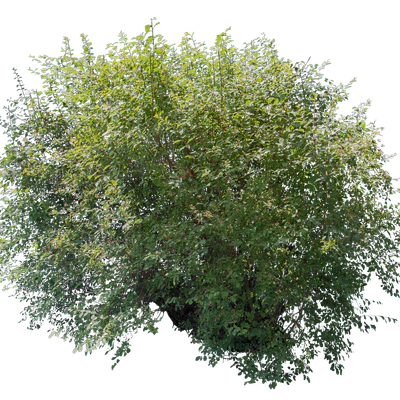 bushes l 003 — Descargar