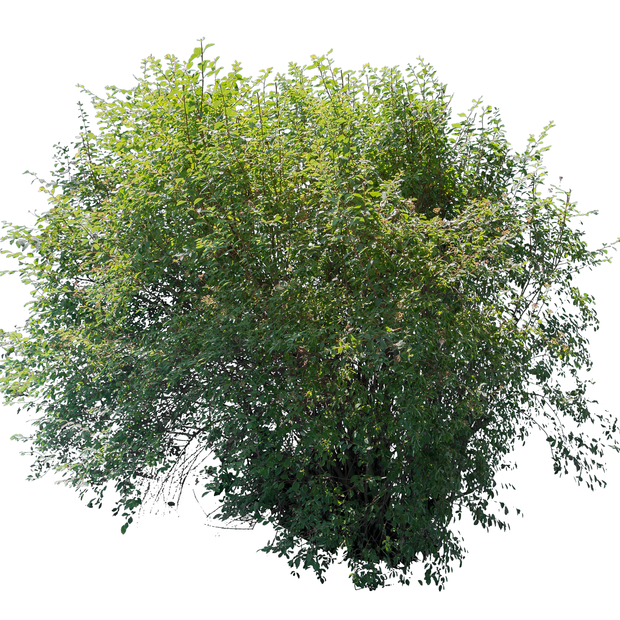 bushes l 004 — Descargar