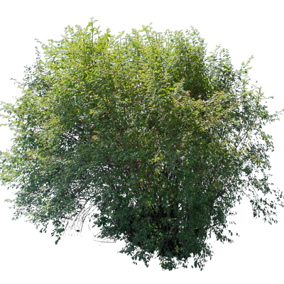 bushes l 004 — Descargar