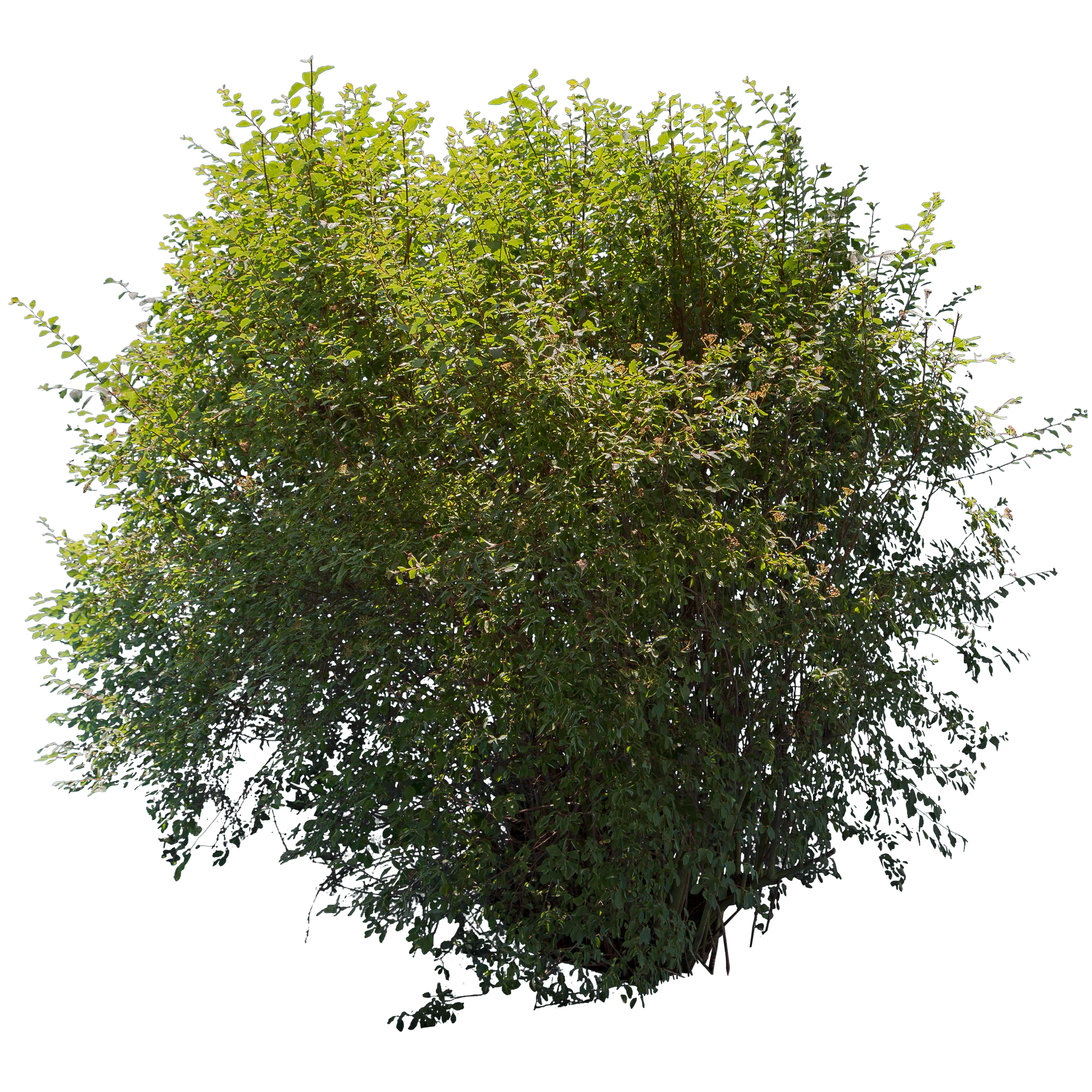bushes l 005 — Скачать