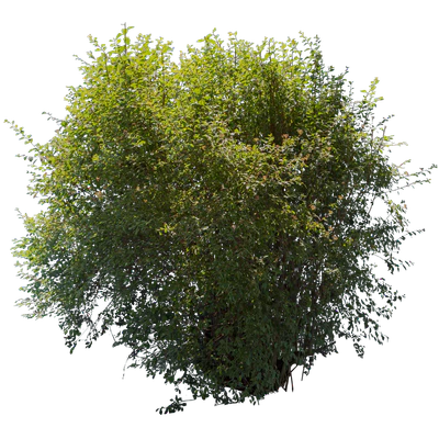bushes l 005 — Скачать