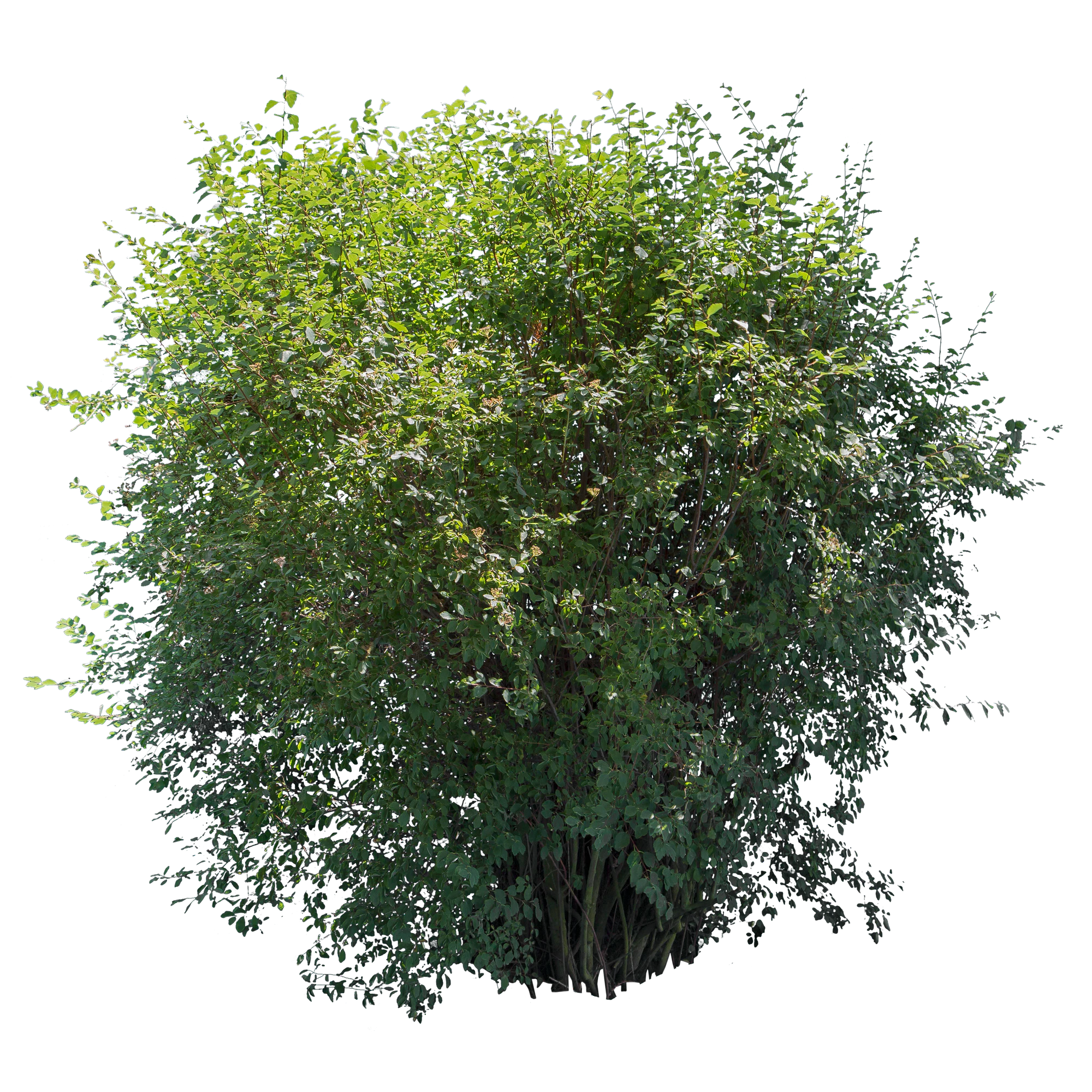 bushes l 006 — Скачать