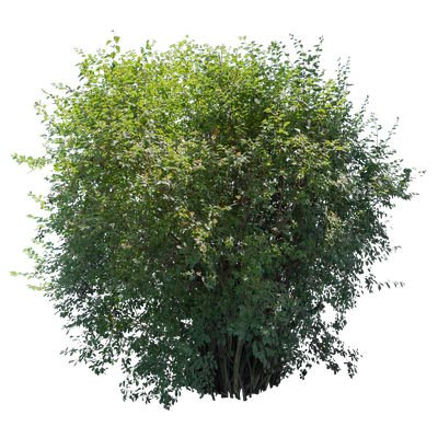 bushes l 006 — Скачать