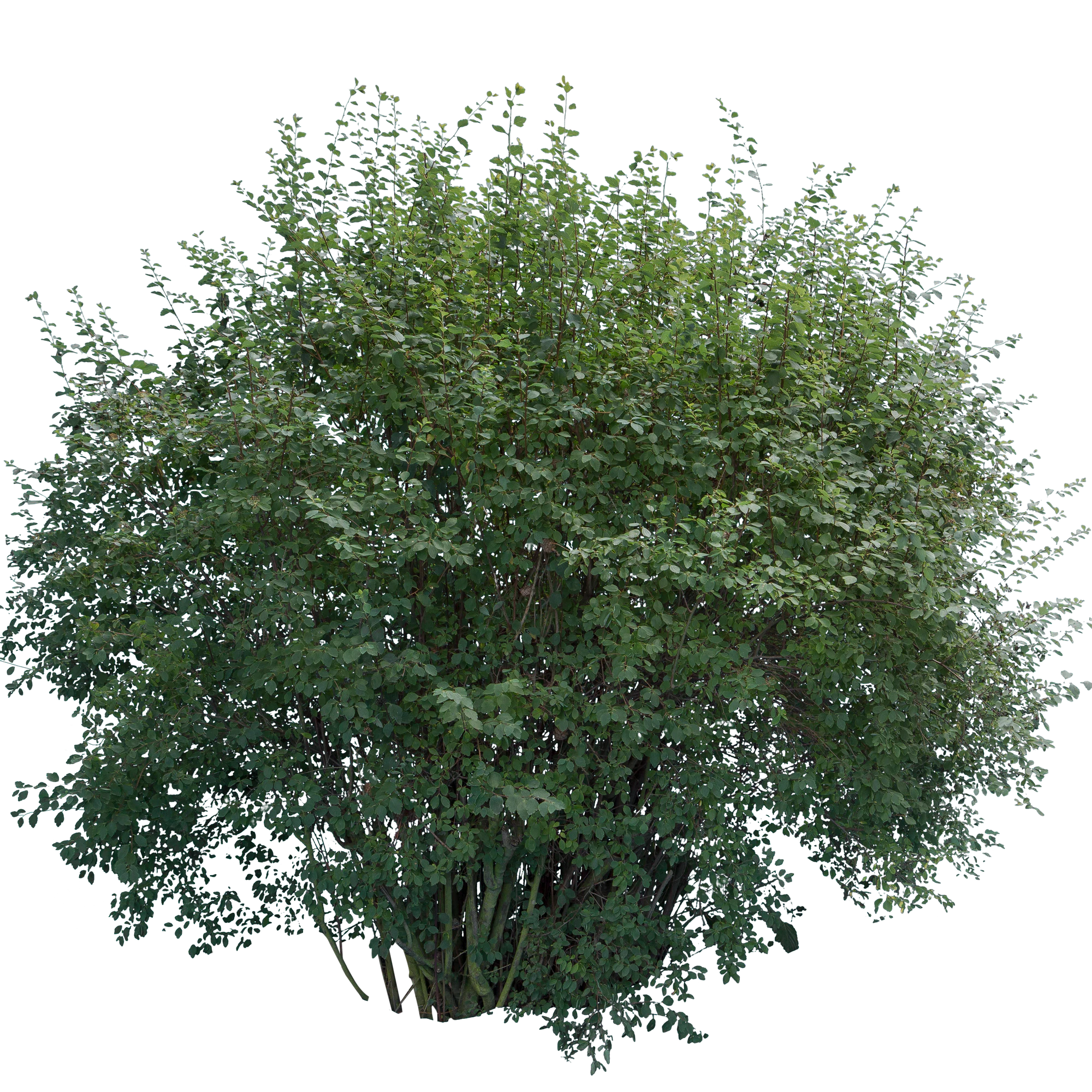 bushes l 007 — Descargar