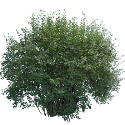 bushes l 007 — Descargar