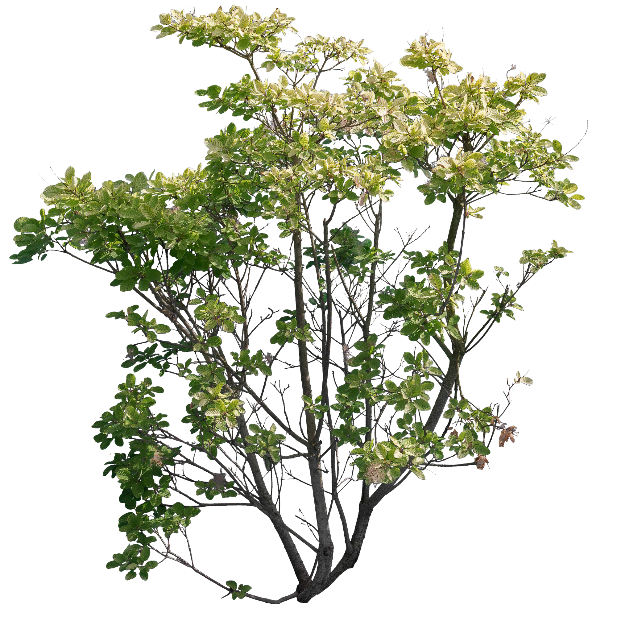 bushes l 008 — Скачать